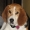 Joey Avatar